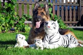 They are very similar to the full sized the teddy bear's coat can be kept long or clipped into a short puppy cut. the teddy bear needs frequent grooming to prevent their coat from. Teddy Bear Dog The Friendliest Dog Breed Known Today Dog Carion