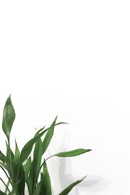 Minimal Android Iphone Desktop Hd Backgrounds Wallpapers 1080p 4k 127069 Hdwallpapers And Green Photo Plant Wallpaper Flower Background Wallpaper Hd wallpapers and background images. plant wallpaper