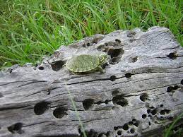 Cumberland Slider Turtle For Sale Canada