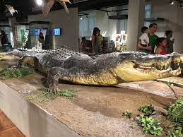 Their estimated least price is around $3000 and the highest reaches to the $150,000. Crocodile Skin Wikipedia