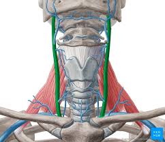 It passes beneath the clavicle and receives the flow of the external jugular vein, among others. Internal Jugular Vein Origin Course Drainage Jvp Kenhub