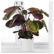 Sep 08, 2020 · propagation of calathea. Calathea Pflanze Korbmarante Versch Arten 19 Cm Ikea Deutschland Hanging Plants Calathea Plant House Plants