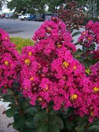 Maybe you would like to learn more about one of these? Lagerstroemia Indica Pink Velour Crape Myrtle Pink Velour From Mortellaros