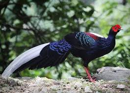 Jual Swinhoe Pheasant Palawan Ayam