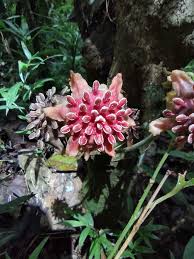 Image result for Monimiaceae