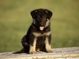 German Shepard Puppies Google Search German Shepherd Puppies Cute German Shepherd Puppies Shepherd Puppies