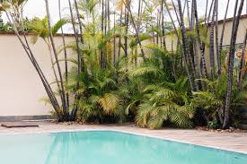 18 Best Plants For Swimming Pool Landscaping When you're planning the plants to put around your pool, you'll of course want to pick the prettiest species.