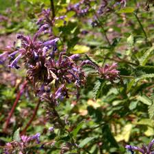 Katzenminze catnip getrocknet oder als spray. Nepeta Cataria