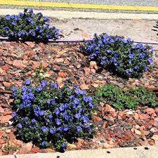 We did not find results for: Dwarf Morning Glory Info Caring For And Growing Evolvulus Glomeratus