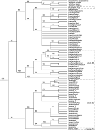 Image result for Sebaea sedoides