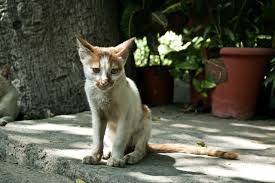 Symptoms of a stroke that disappear quickly and in less than 24 hours may mean you had a transient ischaemic attack (tia). My Cat Is Eating Well But Is Still Losing Weight Hyperthyroidism Healing Paws Veterinary Care