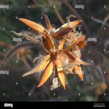 Image result for Ipomoea magnusiana