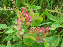 Image result for Rumex sagittatus