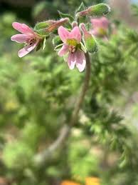 Image result for Peponium vogelii