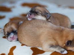 Los perros de raza pequeña, son muy tiernos e ideales para espacios reducidos como apartamentos, ya que es más fácil tenerlos en nuestros hogares, sin el miedo de que hagan grandes desastres. Tipos De Razas De Perros Pequenos Purina One Mini