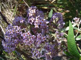 Image result for Buddleja salviifolia