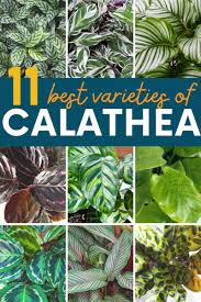 Image result for Calathea