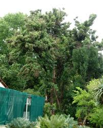 Image result for Brachylaena discolor