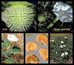 Image result for Datura