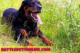 Rottweiler Iyi Bir Aile Hayvani Mi Evcil Hayvan Tavsiyesi 2020
