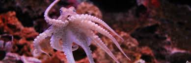 The documentary you refer to, the octopus in my house, is one of my favourites. My Octopus Teacher Is The Nature Documentary We All Need Right Now