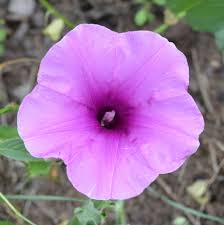 Image result for Ipomoea crassipes