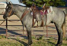 640 Horses For Sale Ideas In 2021 Horses For Sale Horses Equines