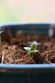 Growing from seed isn't harder, for the record. Little Baby Yellow Dragon Fruit Cactus I Grew From Seed I M In Love With His Little Spines Cactus