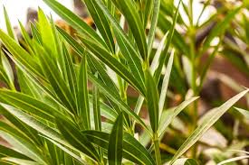 Image result for Oleandra distenta