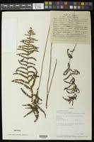 Image result for Thelypteris confluens