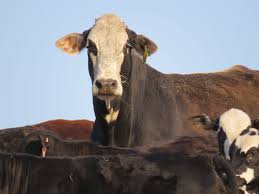 Auburn Cows Johnel Logan Cow Calf Cow Cattle