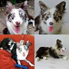 Custom Stuffed Animals Custom Stuffed Animal Animals Australian Shepherd