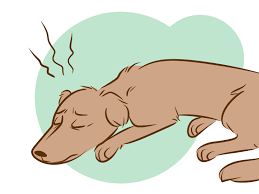 Although several possible causes such as viruses, bacteria, chemical exposure, and physical factors. 3 Ways To Recognize A Dying Dog Wikihow