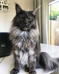He will be viewed along with both parents. Pin On Maine Coon Cat