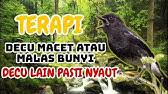 Begitupun sebaliknya, suara kacer dengan isian bervariasi sering juga digunakan untuk melatih decu agar semakin gacor. Pancingan Burung Decu Kembang Youtube
