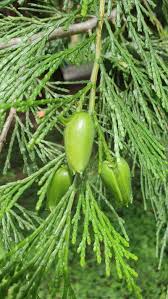 Image result for Calocedrus decurrens