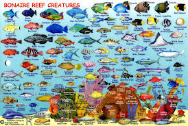 compact guide to bonaire reef fish and creatures infolific