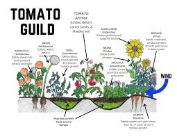 Piecing together a guild of your own. Planting Permaculture Guilds Your Comprehensive Guide New Life On A Homestead