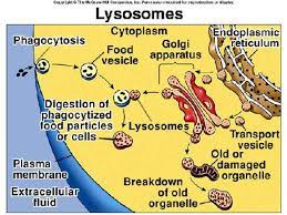 Lysosomes Contain Digestive Enzymes That Break Down Waste Materials And Cellular Debris Stomach Of The Cell General Biology Biology Syllabus Biology