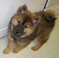 96 Dogs Ideas Dogs Puppies Cute Animals