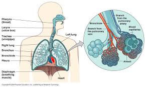 Introduction Human Heart Anatomy Respiratory System Respiratory Therapy