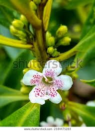 Image result for Myoporum laetum