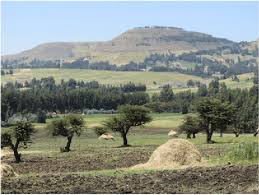 Image result for Acacia abyssinica