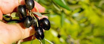 Home Olive4climate