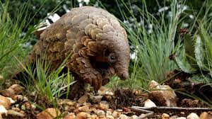 Discuss anything related to the vg resource sites and community as a whole. Pangolins Are Suspected As A Potential Coronavirus Host The New York Times