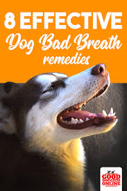 8 Natural Effective Dog Bad Breath Remedies Good Doggies Online Bad Dog Breath Dog Bad Breath Remedy Dog Breath Remedy