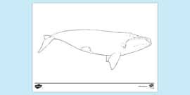 Whale coloring pages allow children to learn about the various types and species of this large underwater creature. Free Blue Whale Colouring Sheet Colouring Sheets