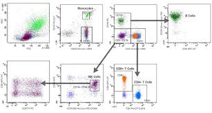 Multicolor Flow Cytometry Bd Biosciences Us
