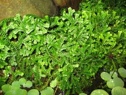 Image result for Selaginella molliceps