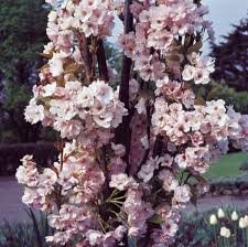 Check spelling or type a new query. 5ft Amanogawa Cherry Blossom Tree Bare Root 49 99